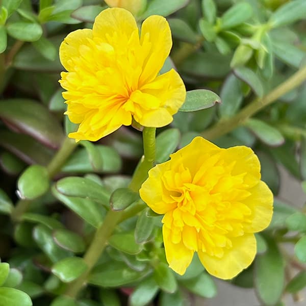 草花の苗 ポーチュラカ(八重咲き・サンシャイン...の詳細画像4