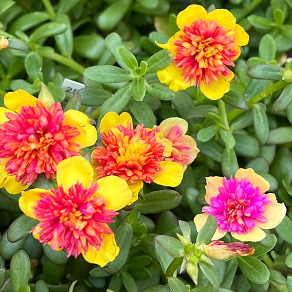 草花の苗 ポーチュラカ(八重咲き・サンシャイン...の詳細画像5