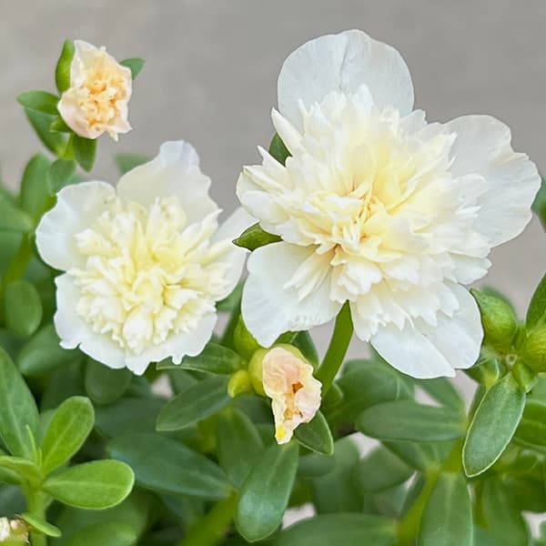 草花の苗 ポーチュラカ(八重咲き・サンシャイン...の詳細画像2