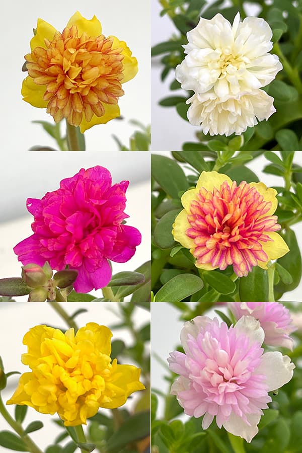 草花の苗 ポーチュラカ(八重咲き・サンシャイン...の詳細画像1