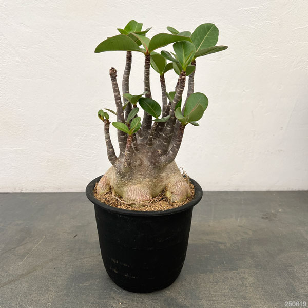 ピ*ウ様 アデニウム　大株　オススメ品 アデニウム（観葉植物） | 花、ガーデニング のおすすめ人気商品