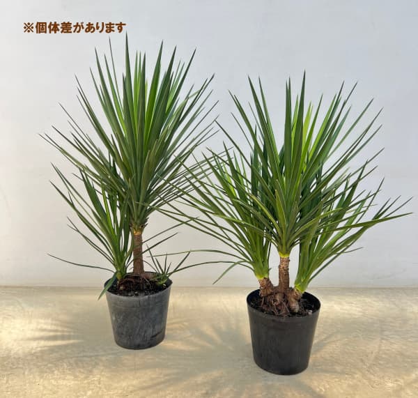 ユッカ アロイフォリア（花、ガーデニング）のおすすめ人気商品