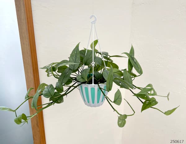 観葉植物 エピプレナム ピナツム セブブルー 5号吊り鉢 : 園芸ネット