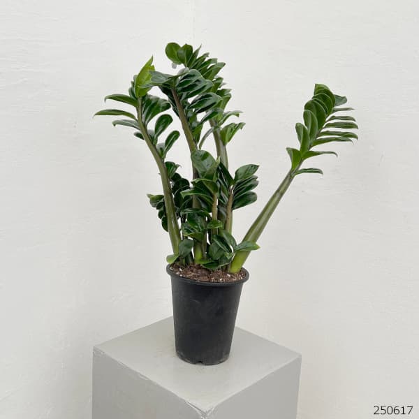 ザミオクルカス・ザミーフォリア ザミオクルカス・ザミフォリア | Zamioculcas zamiifolia | かぎけん花図鑑