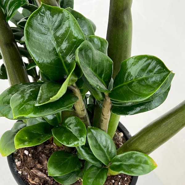 ザミオクルカス ザミーフォリアのおすすめ人気商品一覧 通販 - Yahoo