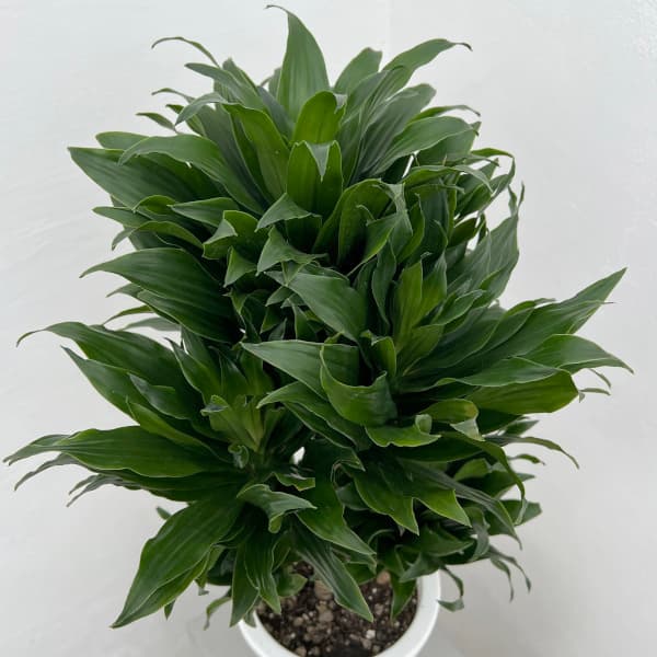 ドラセナ（観葉植物） | 花、ガーデニング のおすすめ人気商品一覧