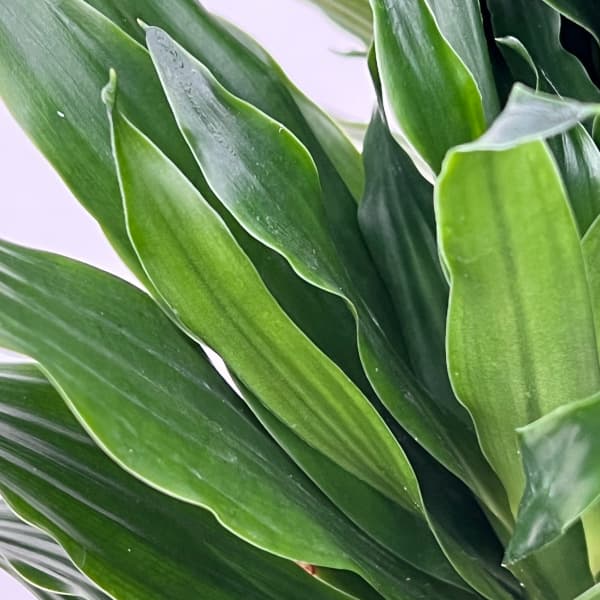 観葉植物 ドラセナ コンパクタ6号鉢植え : 園芸ネット - 通販 - Yahoo