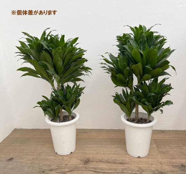 観葉植物 ドラセナ コンパクタ6号鉢植え : 園芸ネット - 通販 - Yahoo