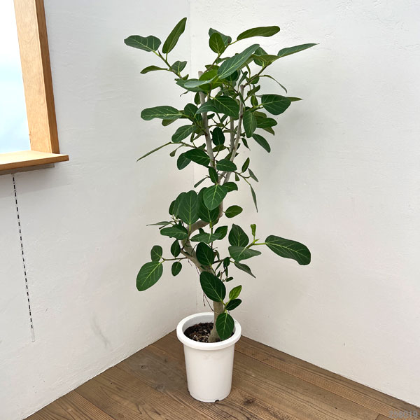フィカス・ベンガレンシス（観葉植物） | 花、ガーデニング のおすすめ