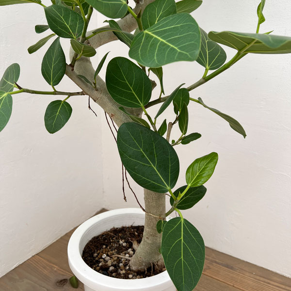 フィカス・ベンガレンシス（観葉植物） | 花、ガーデニング のおすすめ