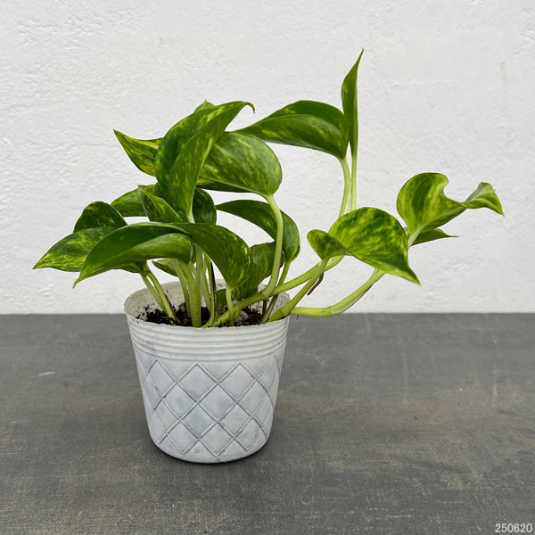 観葉植物 ポトス テルノゴールドジャック 3号ポットの詳細画像3