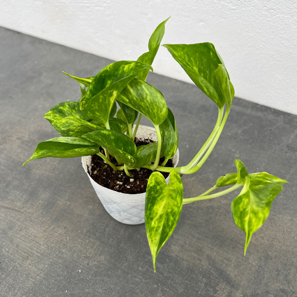 観葉植物 ポトス テルノゴールドジャック 3号ポットの詳細画像1