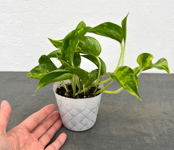 観葉植物 ポトス テルノゴールドジャック 3号ポットの詳細画像2