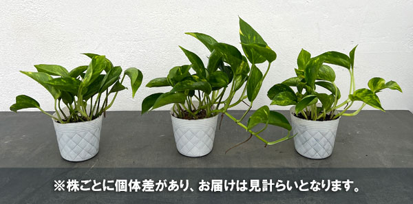 観葉植物 ポトス テルノゴールドジャック 3号ポットの詳細画像4