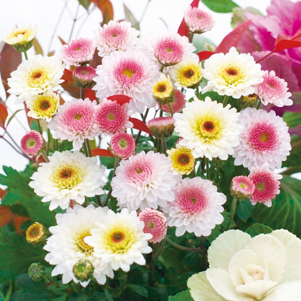 草花の苗 キク 冬咲きデュエットマム(菊の苗)...の詳細画像1