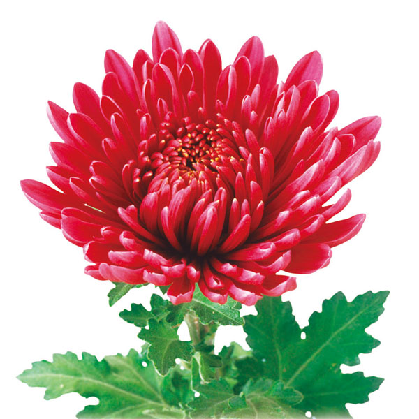 草花の苗 (わけあり特価)寒菊大輪 寒歌姫(赤...の詳細画像1