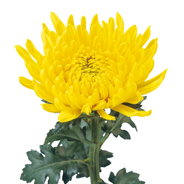 草花の苗 (わけあり特価)寒菊大輪 寒栄光(黄...の詳細画像1