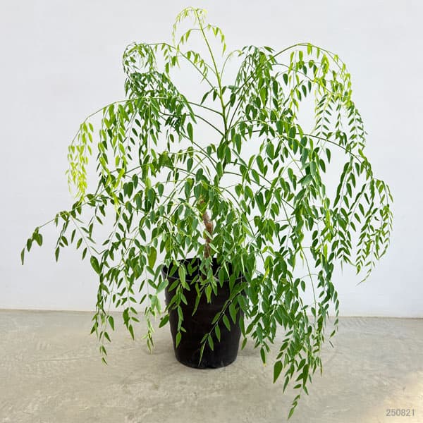 #63 モリンガ　苗木　苗　プロ仕立て　特大苗 63 モリンガ 苗木 苗 プロ仕立て 特大苗 モリンガ 栽培 苗のおすすめ