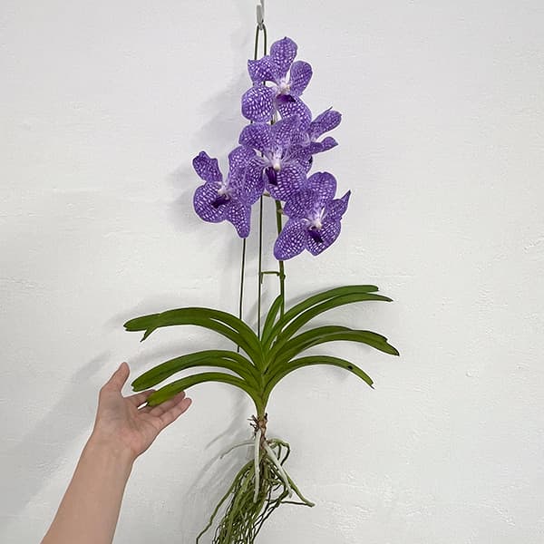 着生蘭の商品一覧 通販 - Yahoo!ショッピング