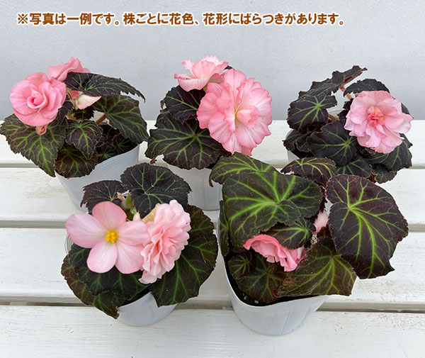 草花の苗 ベゴニア ノンストップモカ ライトピ...の詳細画像5