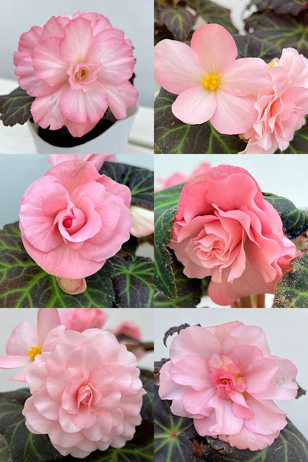 草花の苗 ベゴニア ノンストップモカ ライトピ...の詳細画像1