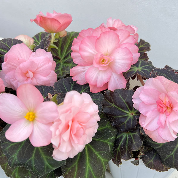 草花の苗 ベゴニア ノンストップモカ ライトピ...の詳細画像2