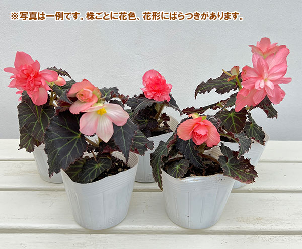 草花の苗 26年9月中下旬予約 ベゴニア ノン...の詳細画像1