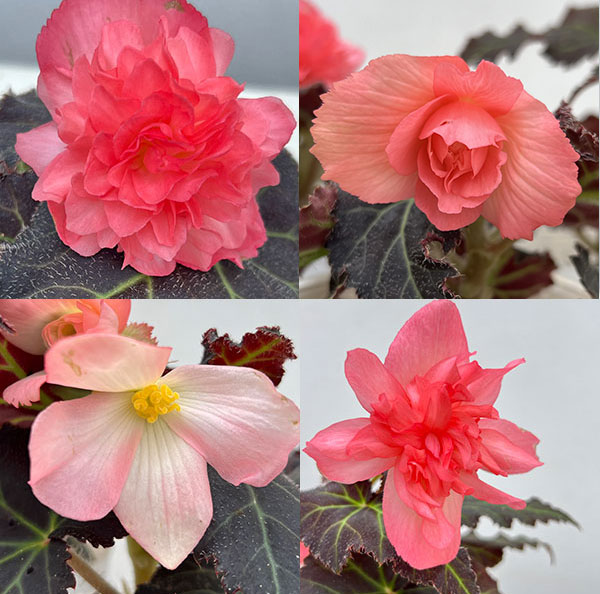草花の苗 26年9月中下旬予約 ベゴニア ノン...の詳細画像3
