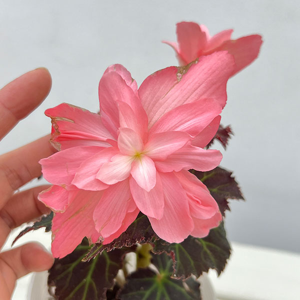 草花の苗 26年9月中下旬予約 ベゴニア ノン...の詳細画像4