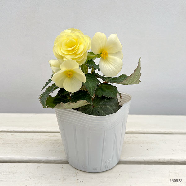 草花の苗 ベゴニア ノンストップ レモン3.5...の詳細画像1
