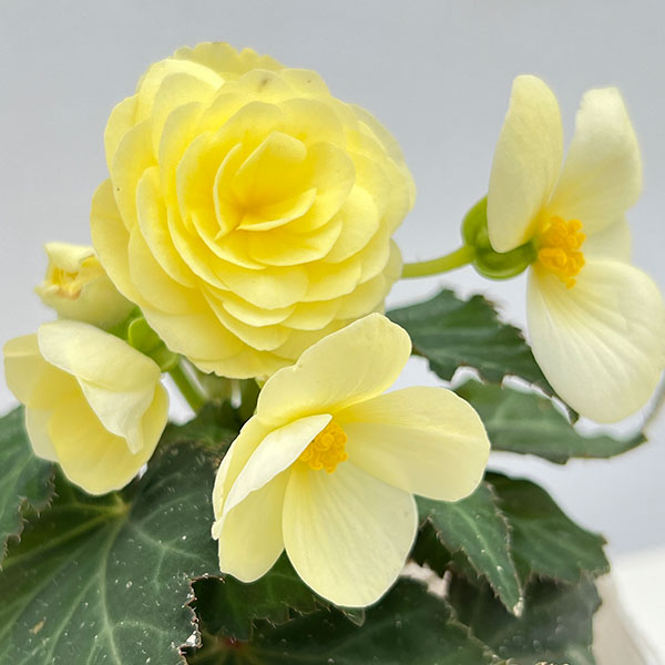 草花の苗 ベゴニア ノンストップ レモン3.5...の詳細画像2