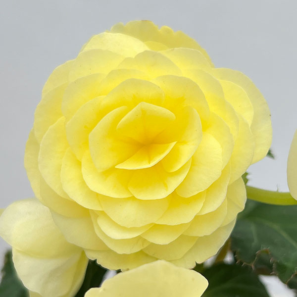 草花の苗 ベゴニア ノンストップ レモン3.5...の詳細画像3
