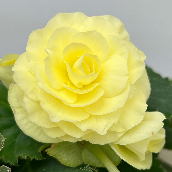 草花の苗 ベゴニア ノンストップ レモン3.5...の詳細画像4