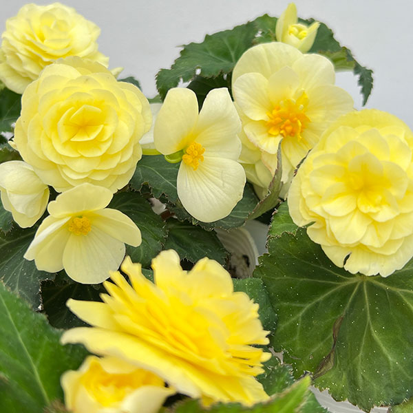草花の苗 ベゴニア ノンストップ レモン3.5...の詳細画像5