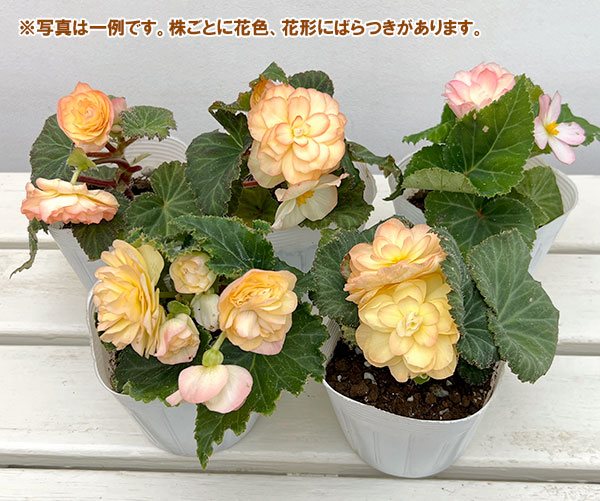 草花の苗 ベゴニア ノンストップ ピーチシェー...の詳細画像1