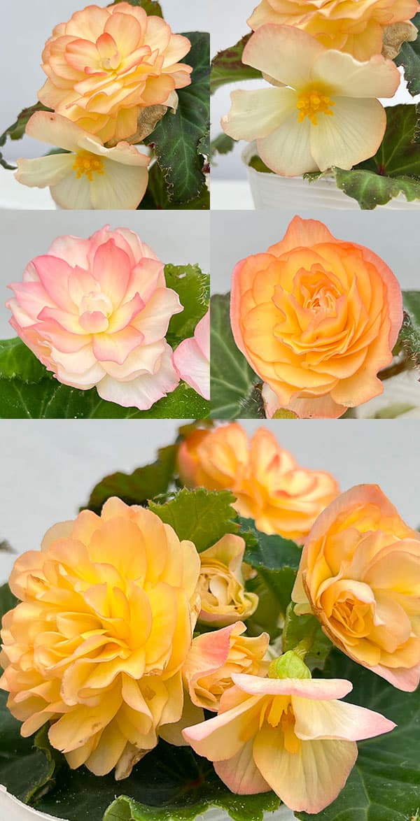 草花の苗 ベゴニア ノンストップ ピーチシェー...の詳細画像3