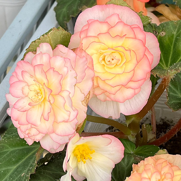 草花の苗 ベゴニア ノンストップ ピーチシェー...の詳細画像5