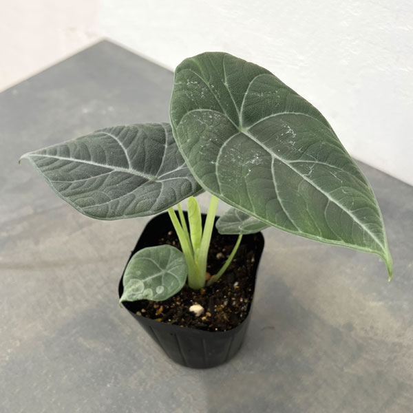 アロカシア 種類（観葉植物） | 花、ガーデニング のおすすめ人気商品