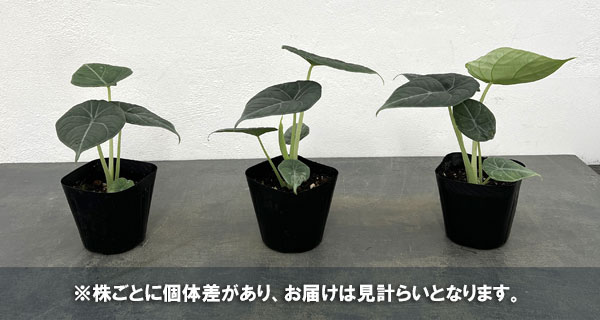 アロカシア ブラックゼブリナのおすすめ人気商品一覧 通販 - Yahoo