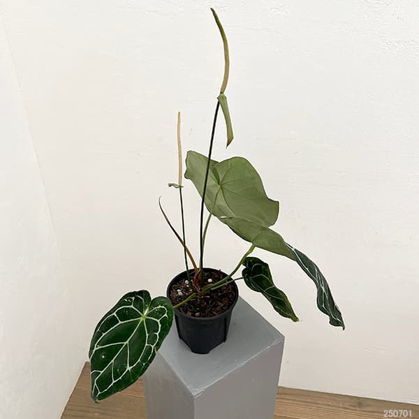 観葉植物/アンスリウム（原種）：クリスタリナム サウスアメリカ