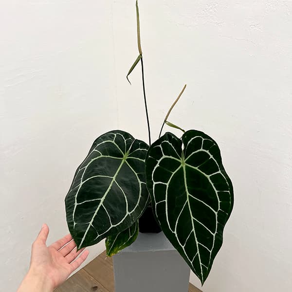 アンスリウム 原種（観葉植物） | 花、ガーデニング の商品一覧 通販