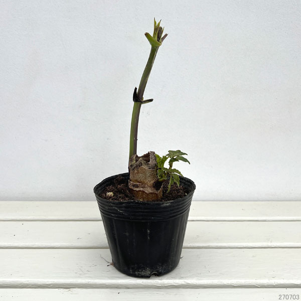 草花の苗 皇帝ダリア(コウテイダリア)一重咲き...の詳細画像1
