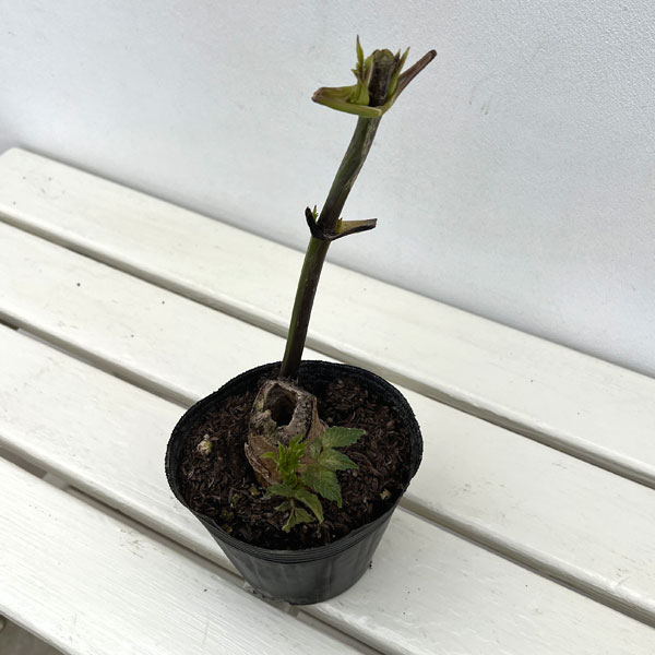 草花の苗 皇帝ダリア(コウテイダリア)一重咲き...の詳細画像2