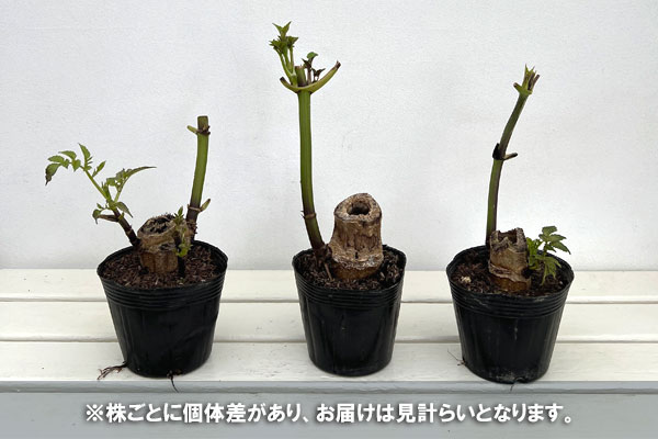 草花の苗 皇帝ダリア(コウテイダリア)一重咲き...の詳細画像3