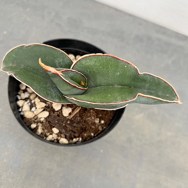 観葉植物 アーリーサマーセール サンセベリア ...の詳細画像2