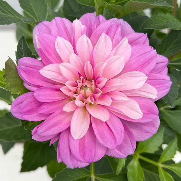 草花の苗 26年9月中下旬予約 ダリア ラベラ...の詳細画像2