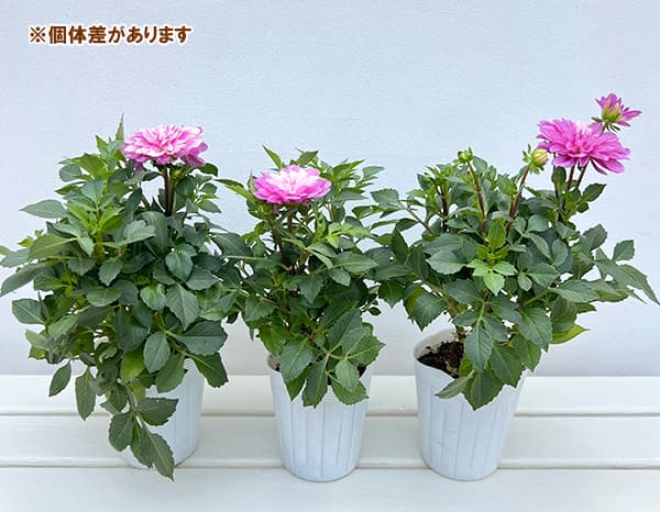 草花の苗 26年9月中下旬予約 ダリア ラベラ...の詳細画像3