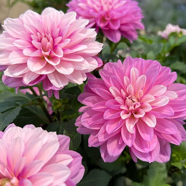 草花の苗 26年9月中下旬予約 ダリア ラベラ...の詳細画像4