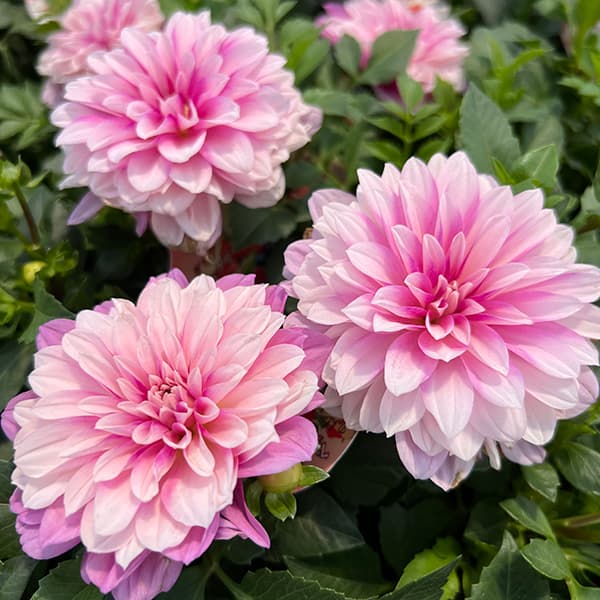 草花の苗 26年9月中下旬予約 ダリア ラベラ...の詳細画像5