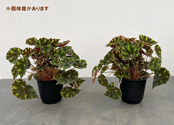sakoです♪2点セット！ビッグスマイル2鉢 木立ベゴニア10鉢　苗　苗木 楽天市場】花の苗物（種類（植物）ベゴニア）（苗物